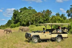 Game drives in the Kruger National Park.