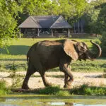 Wildlife around camp at Inyati.