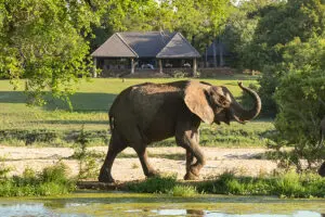 Wildlife around camp at Inyati. 