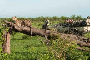 The Sabi Sands Private Game Reserve in the greater Kruger is renowned for exceptional game viewing.