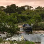 Disfrute de las vistas de Kruger en los safaris.