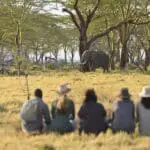 Up close and personal with the biggest of the Big Five. 