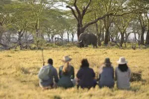 Up close and personal with the biggest of the Big Five. 
