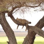 Un leopardo echando una cabezadita por la tarde en el campamento Oliver.