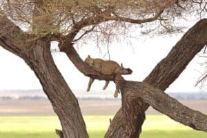 Un leopardo echando una cabezadita por la tarde en el campamento Oliver.