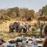 Keeps your eyes peeled for wildlife at any time at Simbavati River Lodge.
