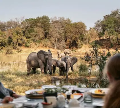 Keeps your eyes peeled for wildlife at any time at Simbavati River Lodge.