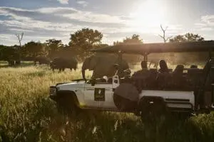 Game drives in Chobe National Park.