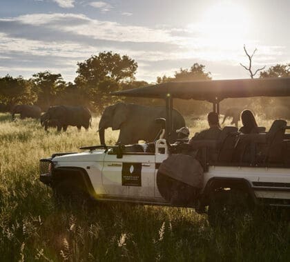 Game drives in Chobe National Park.