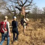 Guided bush walks in the Kruger.