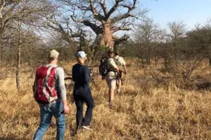 Guided bush walks in the Kruger.