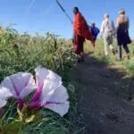 Paseos por la naturaleza con los masai en Lemala Osonjoi Lodge. 