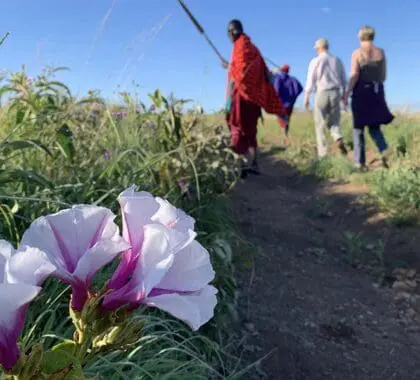 Paseos por la naturaleza con los masai en Lemala Osonjoi Lodge. 