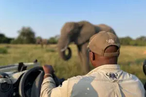 Guías y rastreadores expertos guían los safaris.