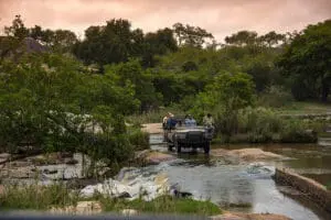 Disfrute de las vistas de Kruger en los safaris.