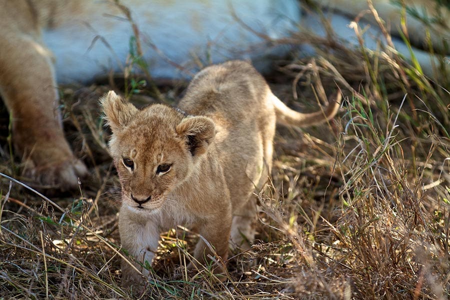 leones_8
