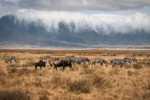 Fauna salvaje en el cráter del Ngorongoro.
