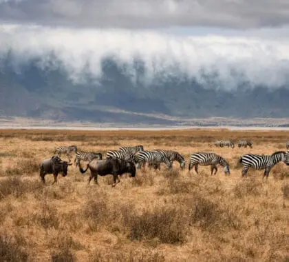 Fauna salvaje en el cráter del Ngorongoro.