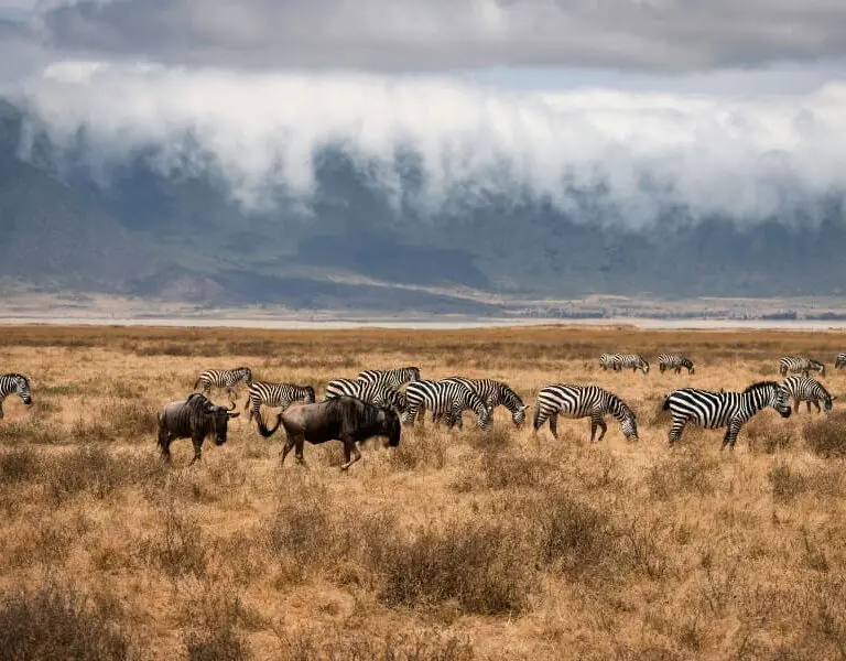Wildlife in the Ngorongoro Crater.