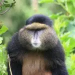 Encounter the Golden Monkeys of the forests. 