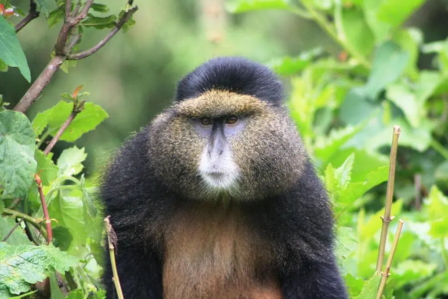 Encounter the Golden Monkeys of the forests. 