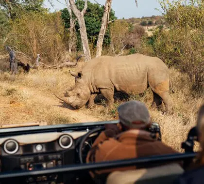 Game drives through Timbavati Game Reserve.
