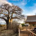 A baobab outside the Tented Suites at Tarangire Ndovu.