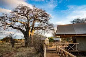 A baobab outside the Tented Suites at Tarangire Ndovu.