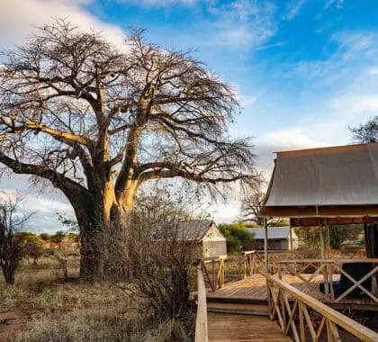 Un baobab en el exterior del Tented Suites de Tarangire Ndovu.