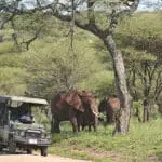 Game drives in the Tarangire.