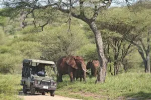 Game drives in the Tarangire.
