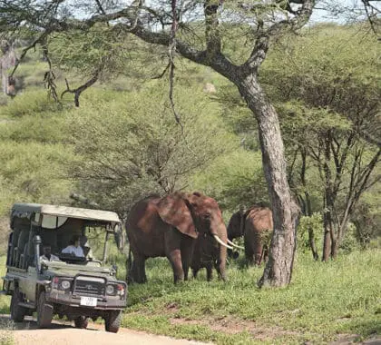 Game drives in the Tarangire.