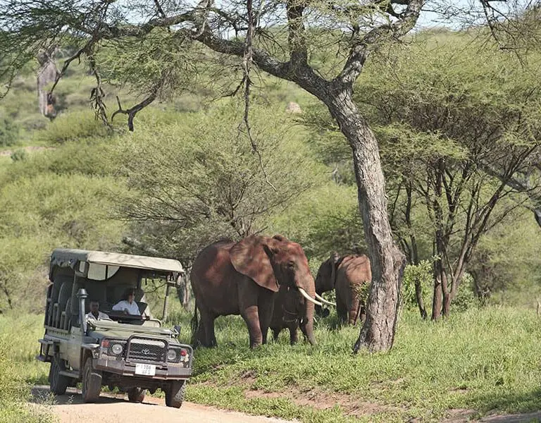 Game drives in the Tarangire.