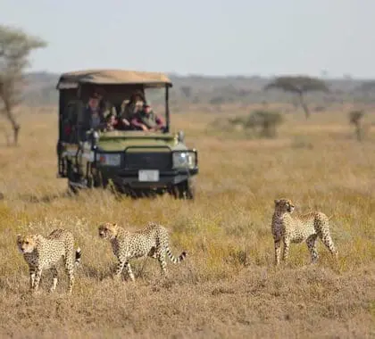 Safari en el Namiri Plains Camp. 