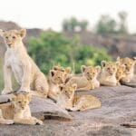 Excepcionales avistamientos de fauna salvaje a lo largo de este viaje. 