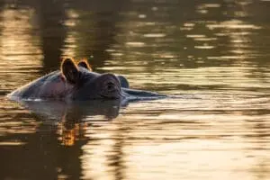 You'll spot out hippos while on sunset game drives.
