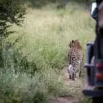 Leopards and lions are a welcome sighting at Klaserie Private Reserve. 