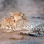 Experience the splendour of witnessing wildlife in their natural habitat.