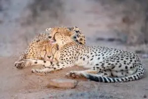 Experience the splendour of witnessing wildlife in their natural habitat.