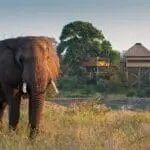 Elephants frequently come to visit the nearby watering hole that can be seen from the Treehouse Hide.