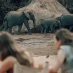 Incredible elephant encounters. 