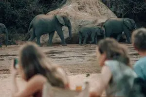 Incredible elephant encounters. 