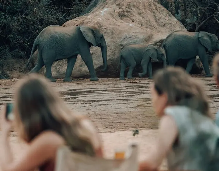 Incredible elephant encounters. 