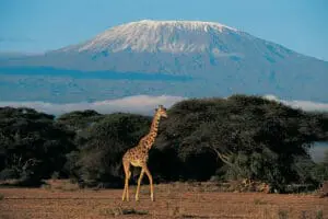 Wildlife and natural wonders | Go2Africa