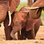 The elephants of Amboseli National Park | Go2Africa