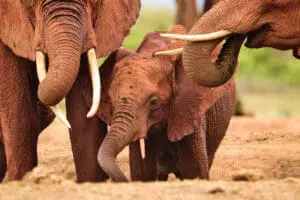The elephants of Amboseli National Park | Go2Africa