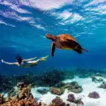 Explore the colourful coral reefs of Kenya's coastline | Alfajiri Cliff Villa