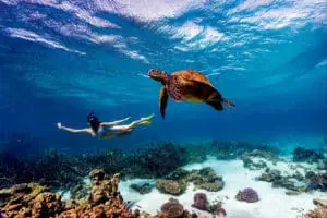 Explore the colourful coral reefs of Kenya's coastline | Alfajiri Cliff Villa