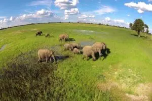 In the green season, elephants traverse the reserve in their herds.
