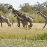 Giraffes can be see striding across the Ngamo Plains, their long necks and patterned coats on full display.